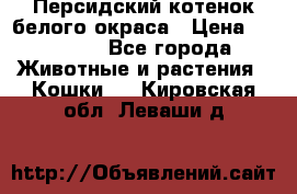 Персидский котенок белого окраса › Цена ­ 35 000 - Все города Животные и растения » Кошки   . Кировская обл.,Леваши д.